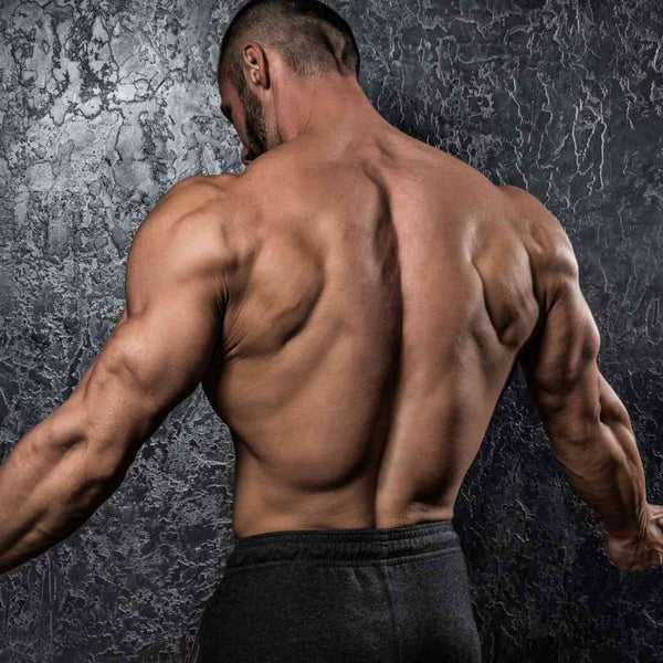 The Best Exercises for a Back Workout at Home