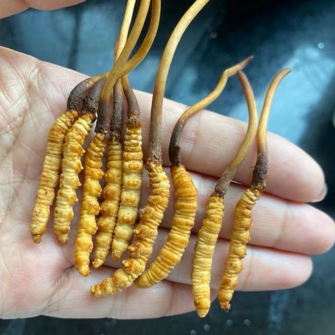 Cordyceps Benefits