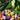 high_protein_vegetables