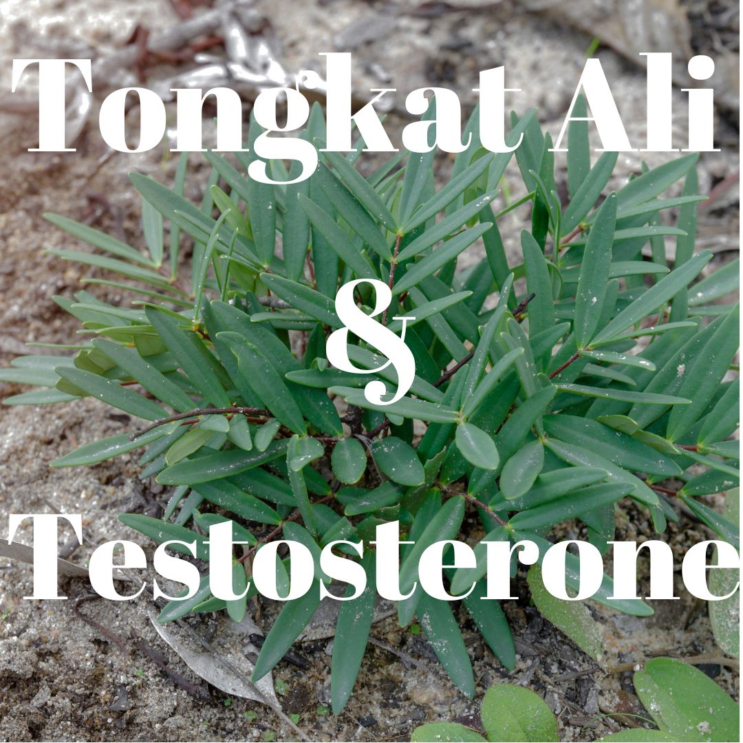 Tongkat Ali for testosterone