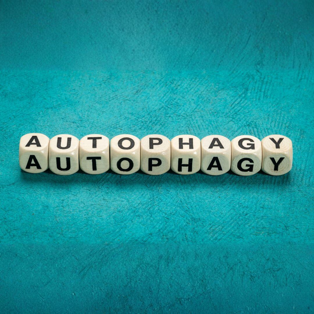 fasting-autophagy