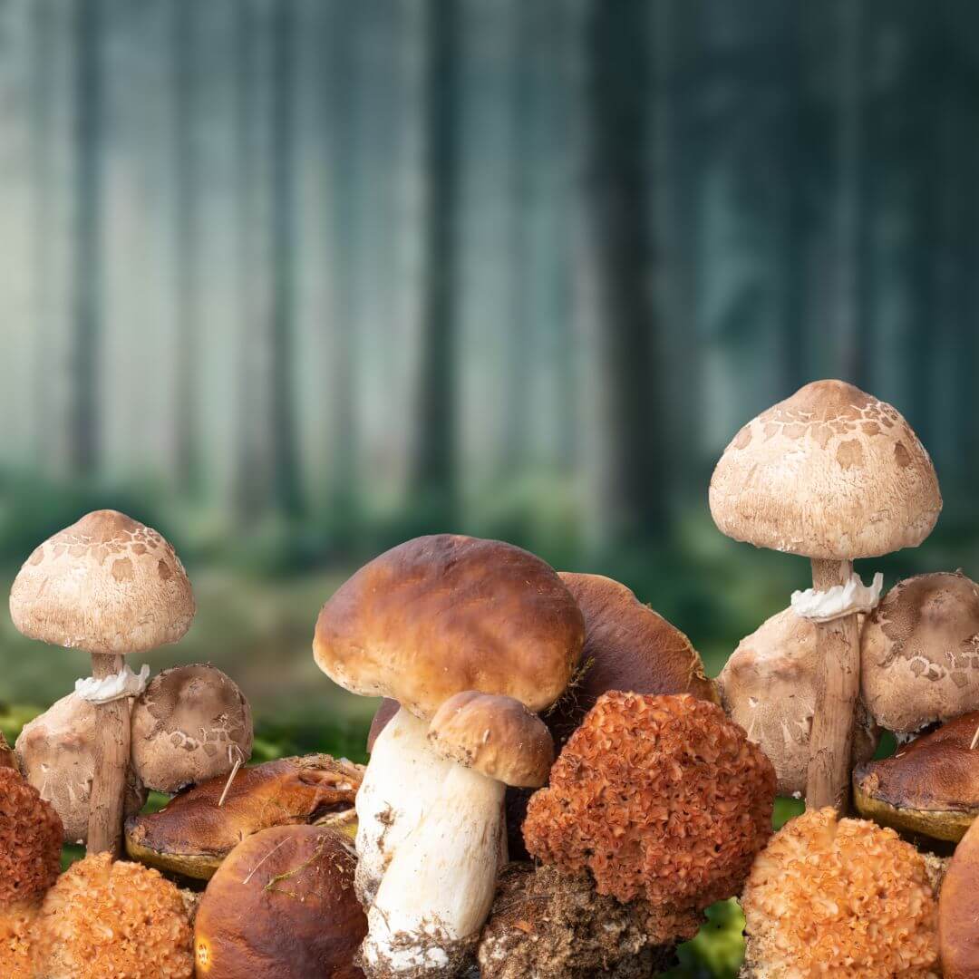 best mushroom supplements brands