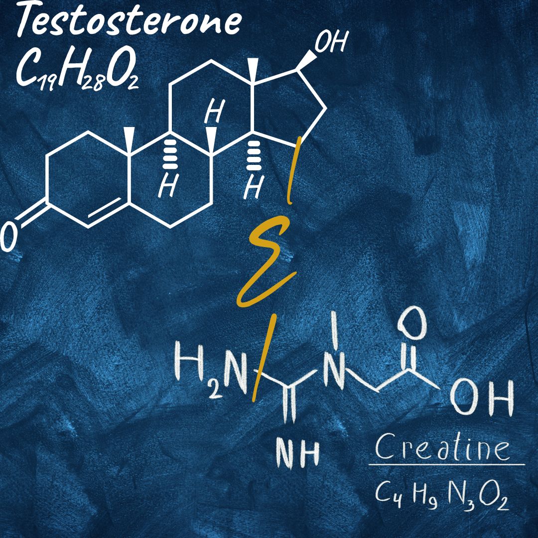 creatine increase testosterone