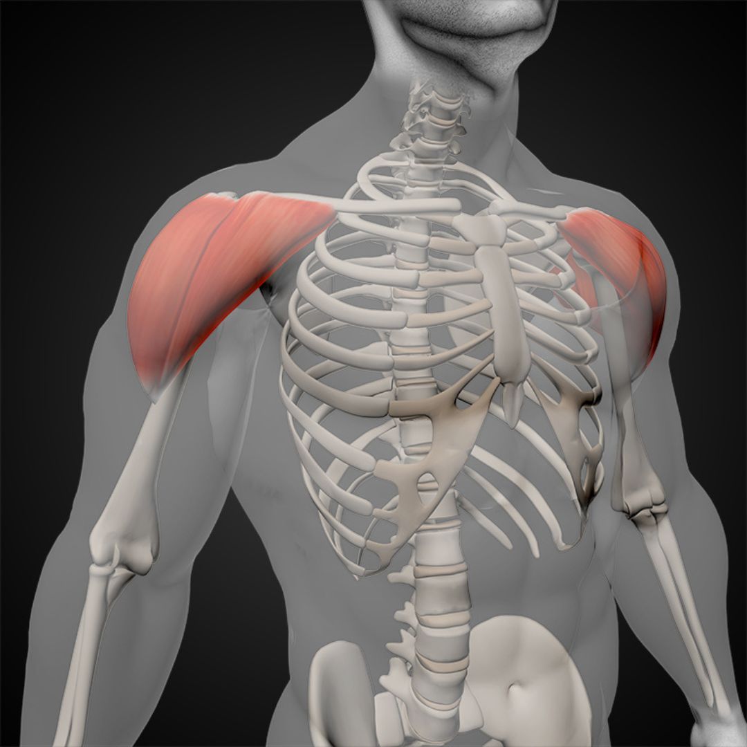 Shouldetrs Trainer's Take: How Many Shoulder Exercises & Sets Per Week? β SET FOR SET