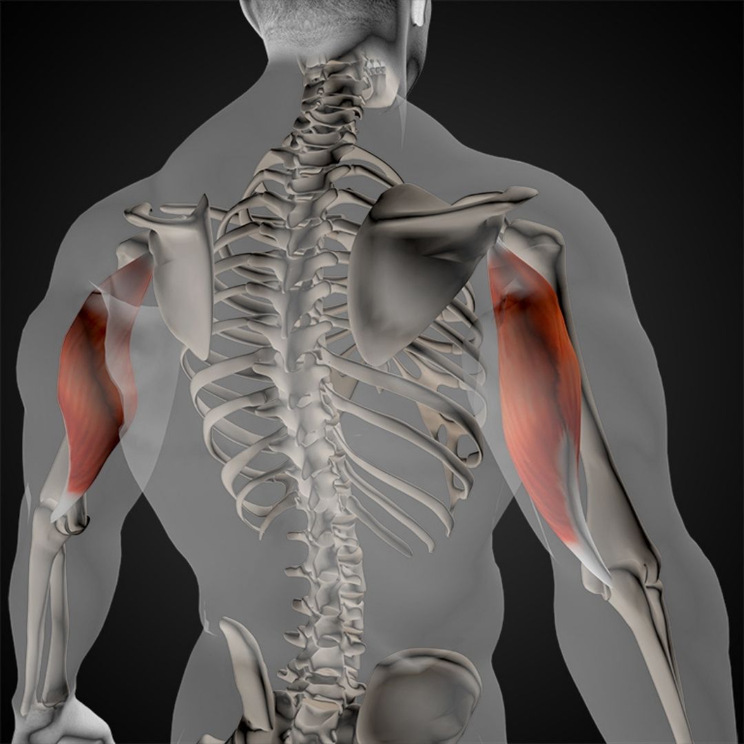 long head tricep exercises
