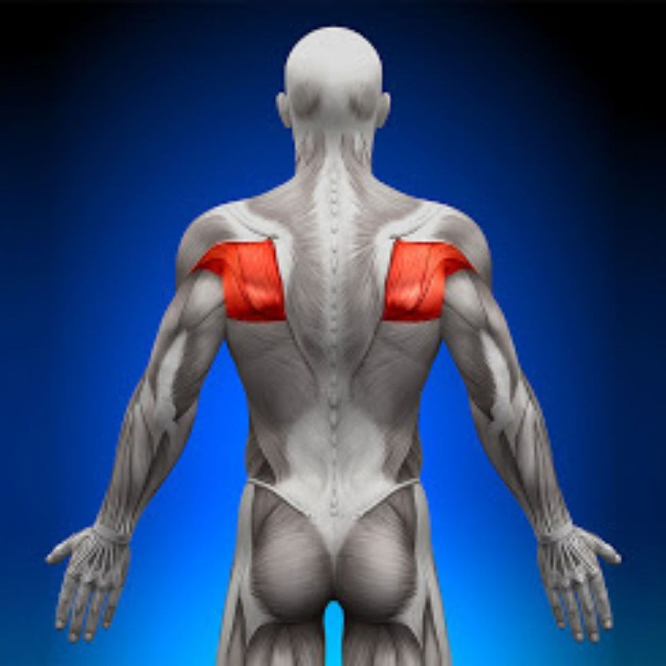 teres major and teres minor exercises